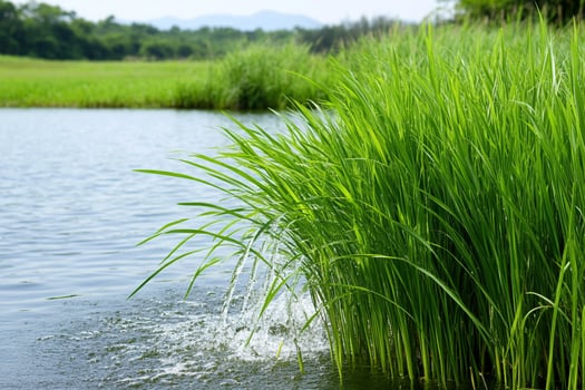 A small pond with a grassy bank and a bird photo