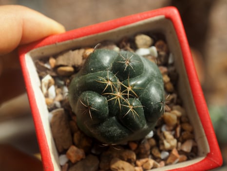 A small cactus plant in a small container photo