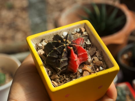 A small cactus plant in a small yellow box photo