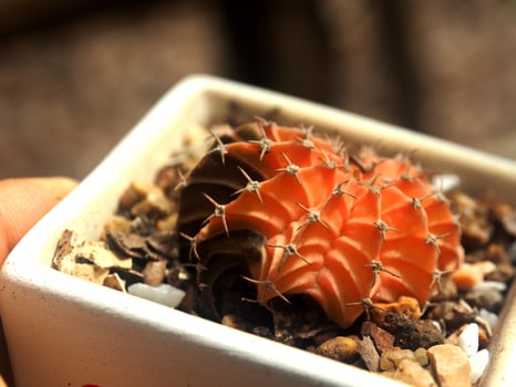 A small cactus plant in a white container photo
