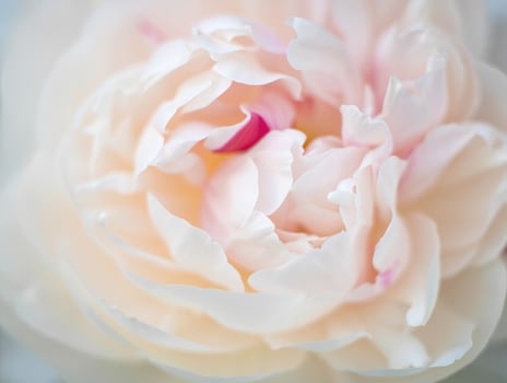 Beautiful close up of a blossoming peony flower in soft pastel colors during springtime photo