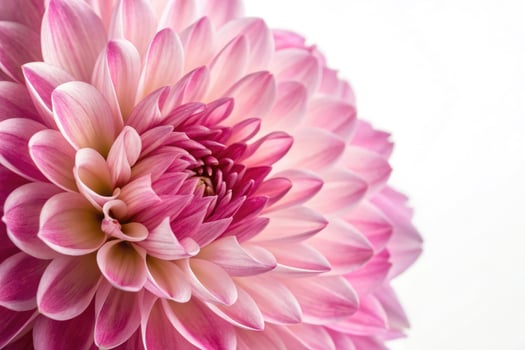 Close up view of a vibrant pink flower displaying intricate petal details and patterns photo