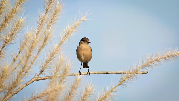 Spotted Dove Perched on Dry Branch photo