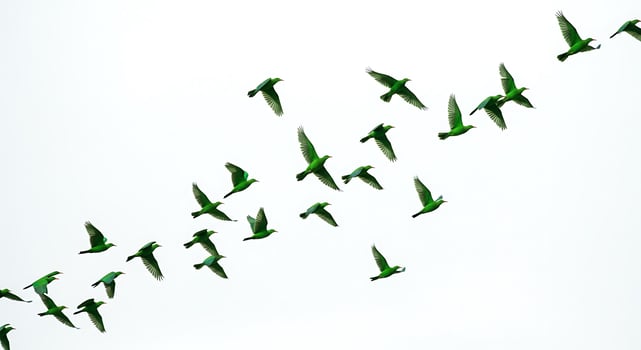 A flock of green birds flying in the sky photo