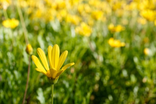 Vibrant yellow flowers bloom in a lush green field under bright sunlight during springtime photo
