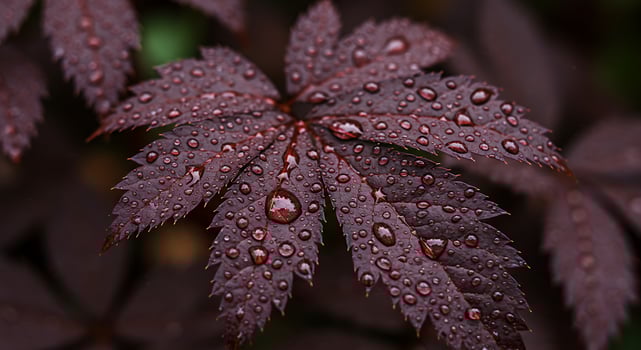 A close up of a leaf with water droplets photo
