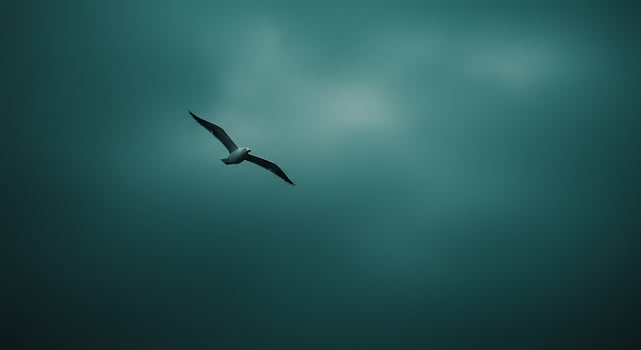 A bird flying in the sky photo