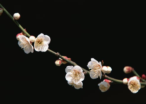 A branch of white flowers with black background photo