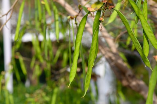 Mature Bauhinia seed pods hanging from a tree branch in Cyprus. Tropical legume plant in Mediterranean climate. Botanical texture and natural detail. photo