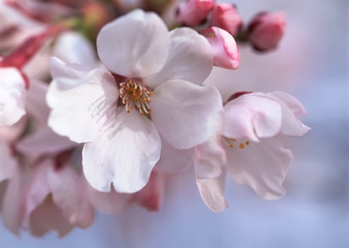 a close up of a cherry blossom tree photo