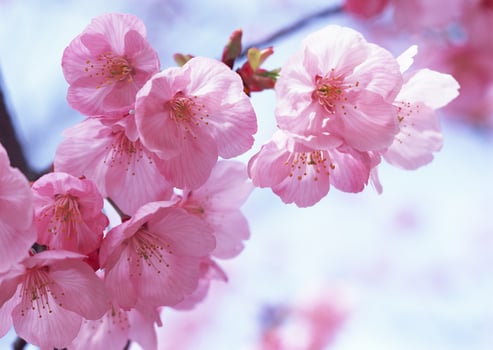 Pink cherry blossoms are blooming on a tree photo