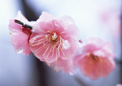 Pink flowers with water droplets on them photo
