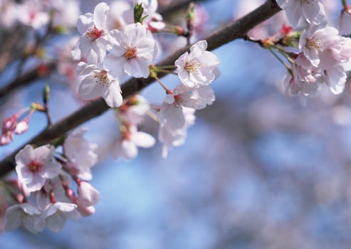 Close up of a cherry blossom tree photo