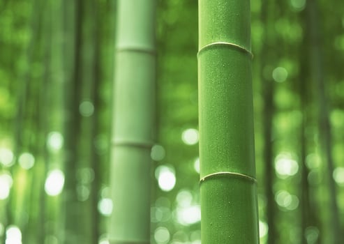 Bamboo forest, green, bamboo, bamboo forest, green, bamboo, bamboo forest, green photo