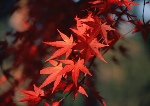 Red maple leaves in the fall photo