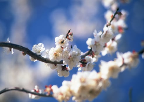 a branch of white flowers with blue sky background photo