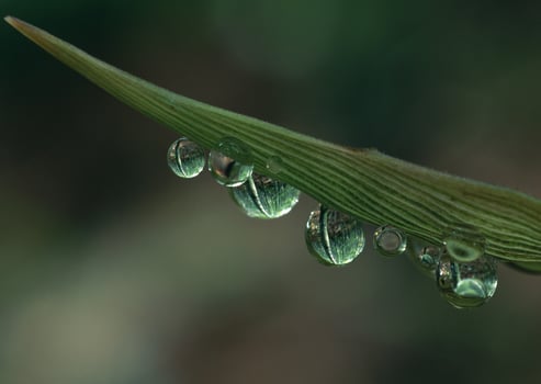 Water droplets on a leaf photo