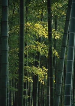 a group of tall bamboo trees in a forest., photo
