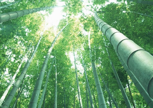 Bamboo forest wallpaper photo