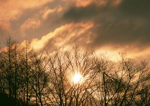 a plane flying over a field with trees in the background photo