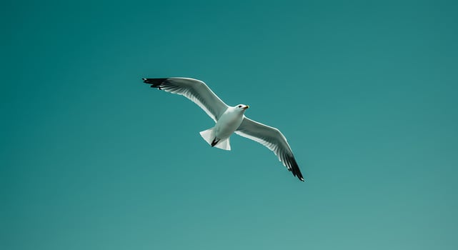 A seagull flying in the sky photo