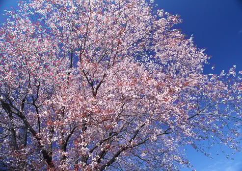 A tree with pink flowers and blue sky. photo