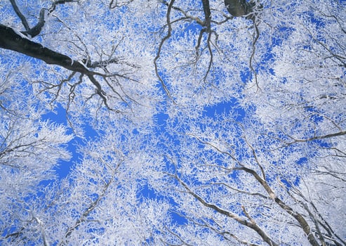 A view of the sky through the branches of a tree photo