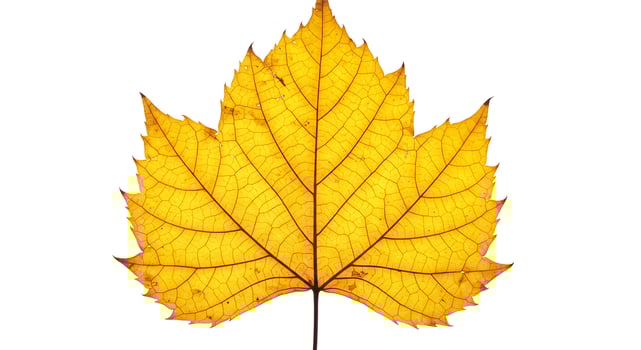 A single yellow leaf on a white background photo