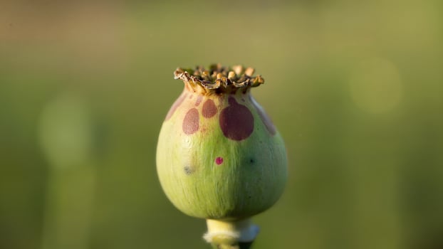 Closeup Green Poppy Seed Pod Outdoors photo