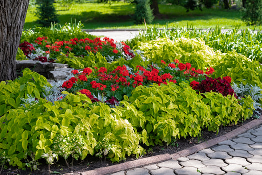Beautiful flower bed with colorful plants in a park. Grass plants. photo