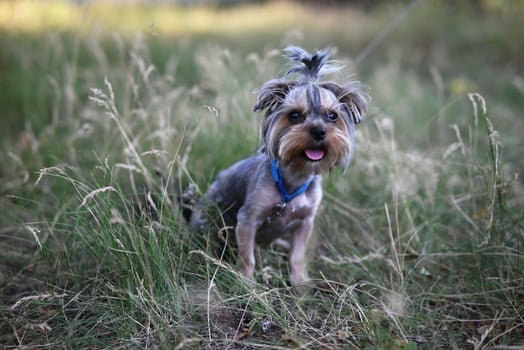 dog breed Yorkshire Terrier in the park on a green lawn, Animal cute. photo