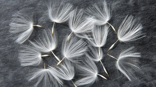 White Dandelion Seeds on Dark Grey Surface photo