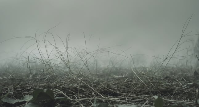 A field of grass and weeds in the fog photo