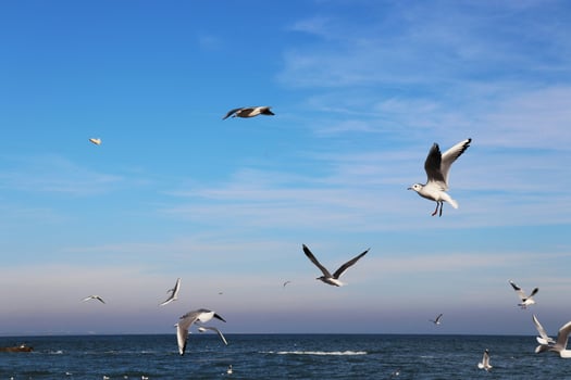 Freedom of seagulls in a vibrant blue sky above photo