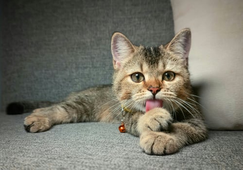 A tabby kitten s moment of self care meticulously grooming with a dedicated paw and a playful bell photo