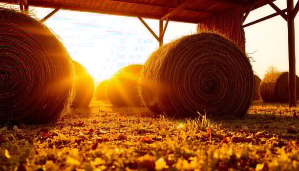Golden sunlight shines on hay bales under wooden shelter in warm autumn field photo