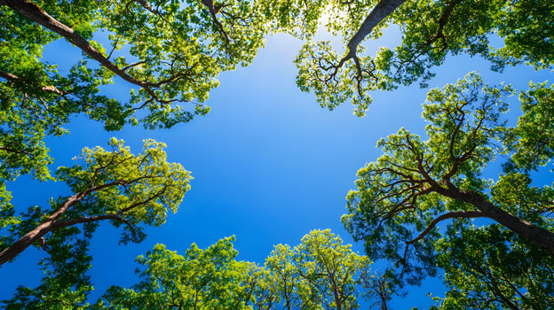 clear blue sky shaded trees decorated with native plants high resolution, ultra realistic, stock photo style