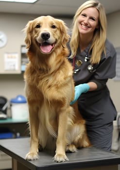 veterinarian checking golden retriever clean clinic caring vibe photo