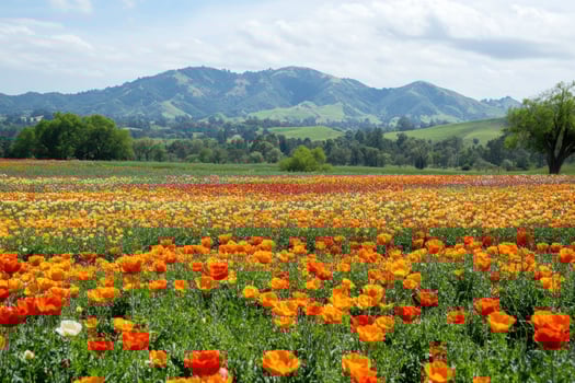a field of orange and red flowers in front of a mountain photo