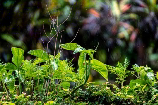 A plant with green leaves and a raindrop photo