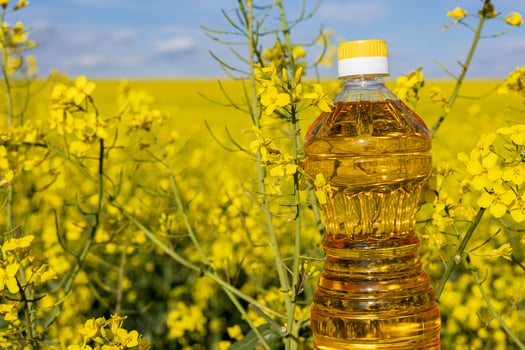 Bright yellow rapeseed flowers flourish across expansive fields, with a plastic bottle of canola oil prominently placed in the foreground photo