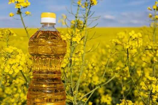 A clear bottle of oil stands prominently in a field of bright yellow canola flowers, showcasing the beauty of nature and agriculture during spring photo