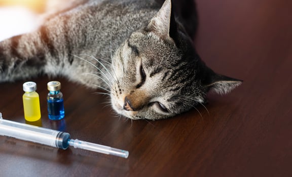 The concept of vaccination for cats to prevent infectious diseases in cats photo