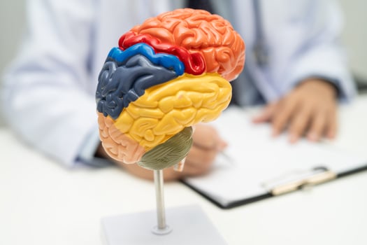 Asian doctor with human brain anatomy model in hospital. photo