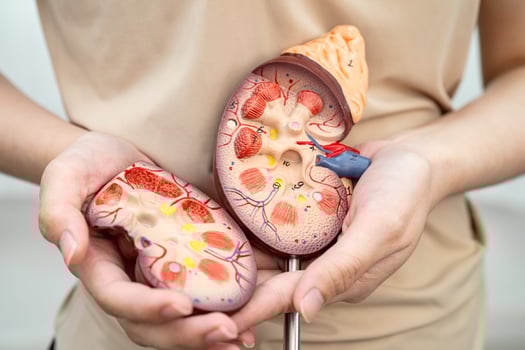 Chronic kidney disease Asian woman with model for treatment urinary system, urology, Estimated glomerular filtration rate eGFR. photo