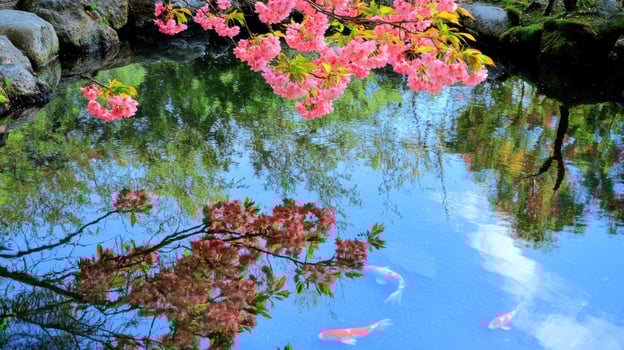 Koi Fish Pond Reflection Pink Flowers Japanese Garden photo