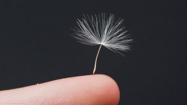 Closeup of a Dandelion Seedhead on a Fingertip Against a Black Background photo