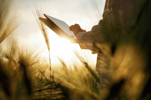 Looking for growth process, with ,digital, tablet. Woman in white is on the agricultural wheat field photo