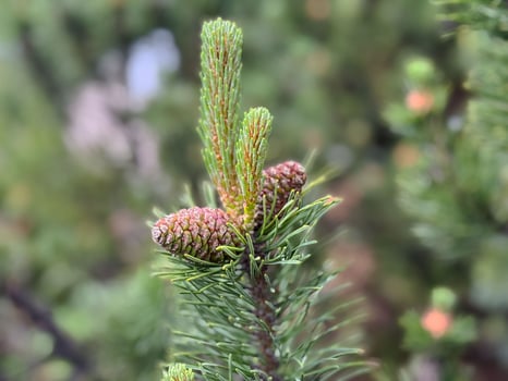 Close-up of pine tree branch with two small pine cones photo