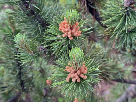 Close-up of green pine needles with brown cones in forest setting photo